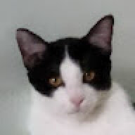 MilkytheCat