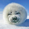 Sealsealy