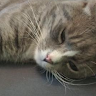 KITTENTHEIII